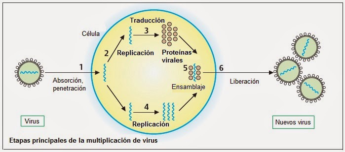 Lección 14.2: Formas acelulares – BIOLOCUS